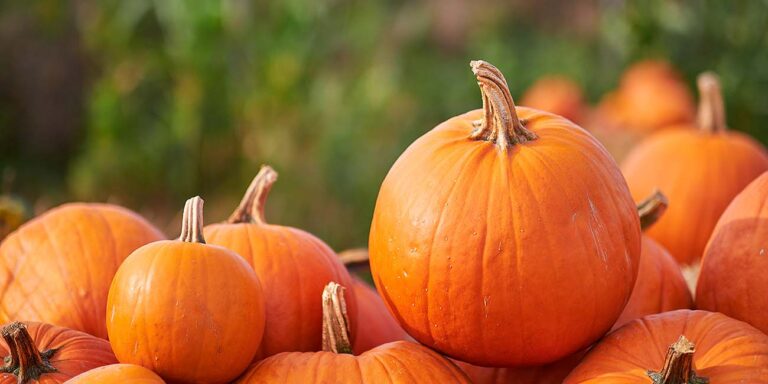 pumpkin patch